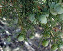 photo thumbnail #12
