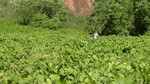 photo thumbnail #13