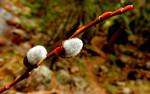 photo thumbnail #10