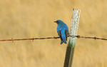 photo thumbnail #9
