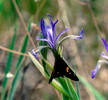 photo thumbnail #5