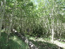 photo thumbnail #8