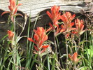 photo thumbnail #10