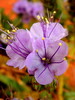Featured Detail Photo