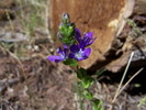 photo thumbnail #6