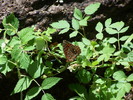 photo thumbnail #13