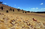 photo thumbnail #14