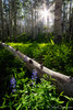 photo thumbnail #2
