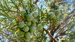 photo thumbnail #9