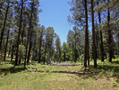 photo thumbnail #12