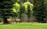 photo thumbnail #11