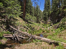 2014-06-13 :2: Merritt Draw Loop (Lower) - Mogollon Rim :: Grasshopper