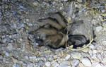 photo thumbnail #14