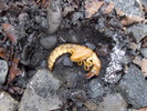 photo thumbnail #2