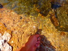 2014-06-21 :3: Blue Range Primitive Area :: FOTG