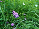 photo thumbnail #15