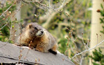 photo thumbnail #5