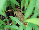 photo thumbnail #13
