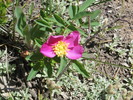 2014-06-29 :1: South Willow Creek - Mesa Cortina :: sagamihara_hiker