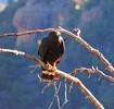 2014-06-28 :: Oak Fire Hike 2-Galiuro :: RedRoxx44