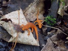 photo thumbnail #12