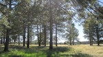 recent photo