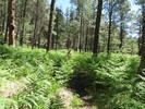 photo thumbnail #5