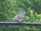 photo thumbnail #5