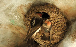 2014-06-29 :3: Morning of Birding :: outdoor_lover