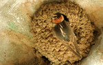 2014-06-29 :3: Morning of Birding :: outdoor_lover