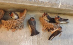 2014-06-29 :3: Morning of Birding :: outdoor_lover