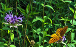 photo thumbnail #8