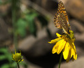 photo thumbnail #14