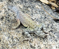 photo thumbnail #7