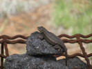 photo thumbnail #12