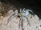 photo thumbnail #5