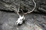 photo thumbnail #8