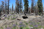photo thumbnail #5