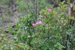photo thumbnail #11