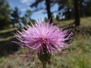 photo thumbnail #1