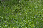 photo thumbnail #15