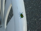 photo thumbnail #2