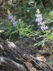 photo thumbnail #10