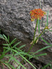 photo thumbnail #15
