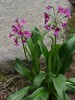 photo thumbnail #2