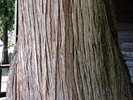 photo thumbnail #13