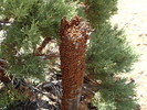 photo thumbnail #8