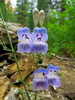 photo thumbnail #13