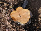 photo thumbnail #6