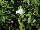 photo thumbnail #5